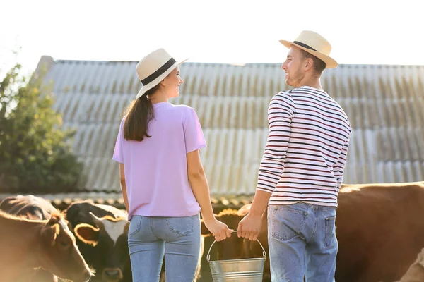 Young Farmers Working Paddock Cows Outdoors — Stock Photo, Image
