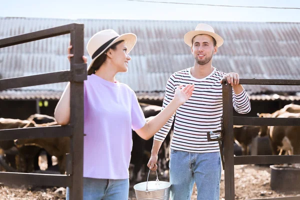 Young Workers Paddock Cows Farm — Stock Photo, Image