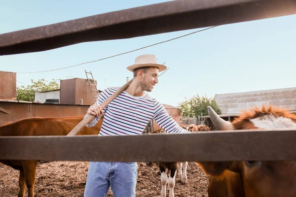 Jóvenes Agricultores Trabajando Paddock Con Vacas Aire Libre — Foto de Stock