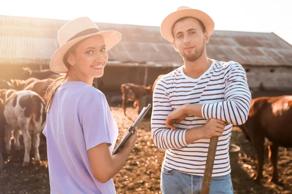 Trabajadores Jóvenes Paddock Con Vacas Granja — Foto de Stock