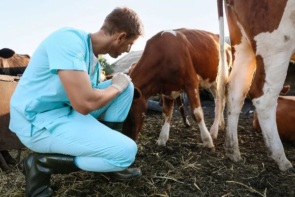 Veterinarian Examining Cow Paddock Farm — Stock Photo, Image