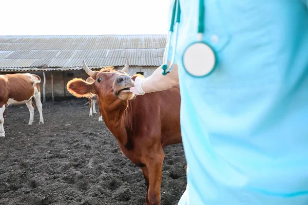 Lekarz Weterynarii Badający Krowę Padoku Gospodarstwie — Zdjęcie stockowe