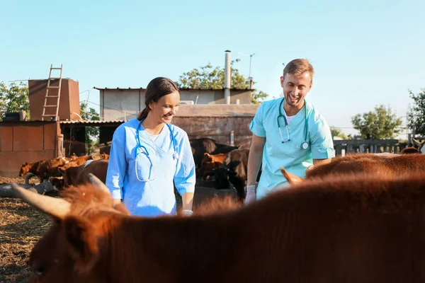 Veterinarians Examining Cows Paddock Farm — Stock Photo, Image