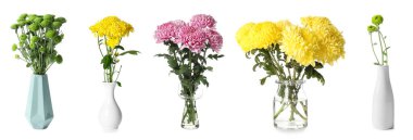 Güzel kasımpatı çiçekleri olan vazolar beyaz üzerine izole edilmiş.