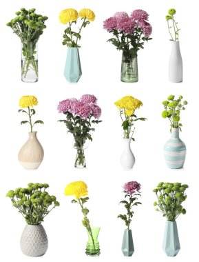 Güzel kasımpatı çiçekleri olan vazolar beyaz üzerine izole edilmiş.