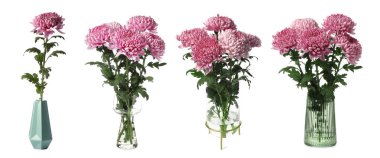 Beyaz üzerinde pembe kasımpatı çiçekleri olan vazolar.