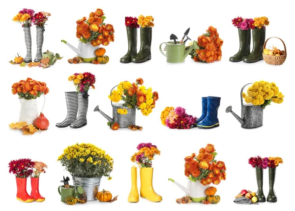 Collage Fresh Chrysanthemum Flowers Rubber Boots Watering Cans Gardening Tools — Stock Photo, Image