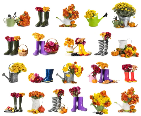 Collection Fresh Chrysanthemum Flowers Rubber Boots Watering Cans Gardening Tools — Stock Photo, Image