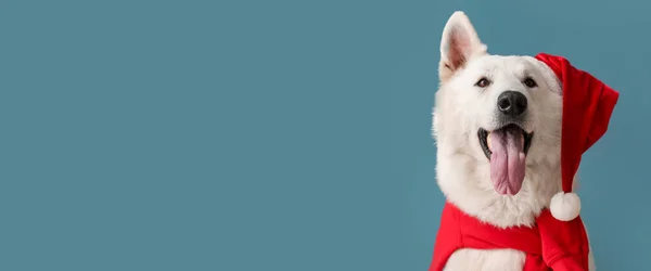Leuke Witte Hond Santa Hoed Blauwe Achtergrond Met Ruimte Voor — Stockfoto
