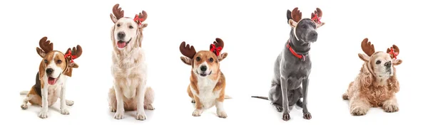 Gruppe Von Niedlichen Hunden Mit Weihnachten Rentierhörnern Auf Weißem Hintergrund — Stockfoto