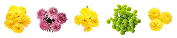 Набор Красивых Хризантемы Цветы Изолированы Белом Вид Сверху — стоковое фото