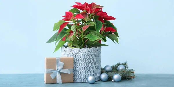 Bella Pianta Poinsettia Vaso Con Regalo Natale Palle Sfondo Azzurro — Foto Stock
