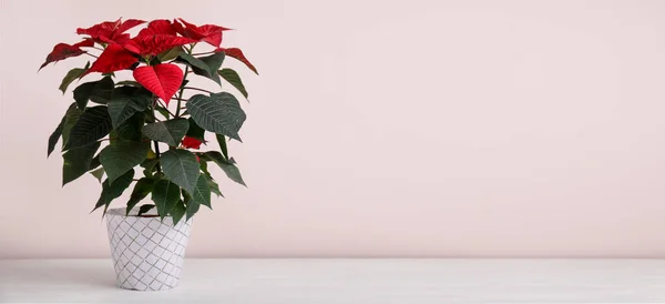 Όμορφο Φυτό Poinsettia Γλάστρα Στο Φως Φόντο Χώρο Για Κείμενο — Φωτογραφία Αρχείου