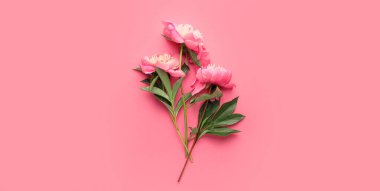 Pembe arka planda güzel şakayık çiçekleri, üst manzara