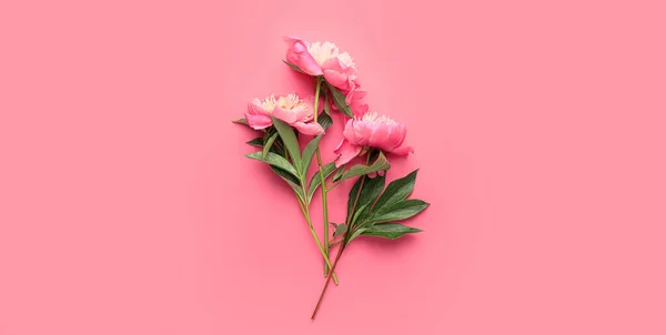 Beautiful Peony Flowers Pink Background Top View — Stock Photo, Image