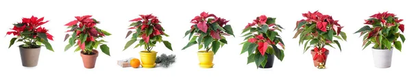 白に隔離されたクリスマス植物のポインセチアのセット — ストック写真