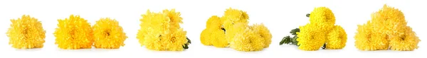 Set Van Prachtige Gele Chrysant Bloemen Geïsoleerd Wit — Stockfoto