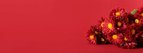 Kırmızı Zemin Üzerinde Güzel Kasımpatı Çiçekleri Metin Için Boşluk — Stok fotoğraf