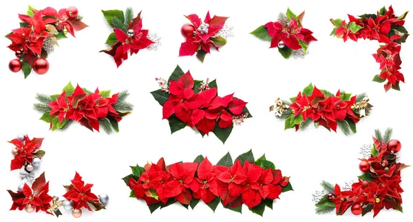 Uppsättning Julkompositioner Med Julstjärna Blommor Isolerade Vitt — Stockfoto