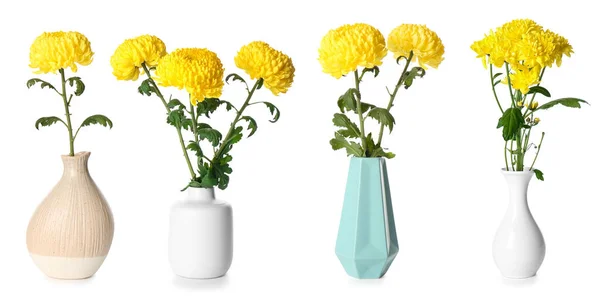Conjunto Jarrones Con Hermosas Flores Crisantemo Amarillo Aisladas Blanco — Foto de Stock