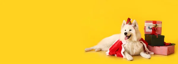 Roztomilý Samoyed Pes Kostýmu Santa Vánoční Dárky Žlutém Pozadí Prostorem — Stock fotografie