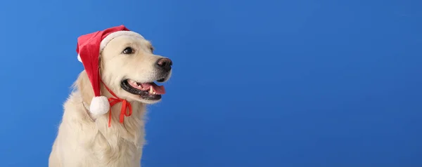 Söt Labrador Hund Santa Hatt Blå Bakgrund Med Utrymme För — Stockfoto