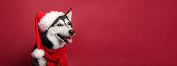 Entzückender Husky Hund Mit Weihnachtsmütze Auf Rotem Hintergrund Mit Platz — Stockfoto
