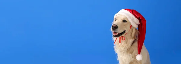 Roztomilý Labrador Pes Santa Klobouk Modrém Pozadí Prostorem Pro Text — Stock fotografie