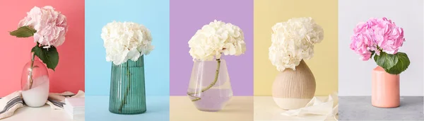Colagem Belas Flores Hortênsia Vasos Fundo Cor — Fotografia de Stock