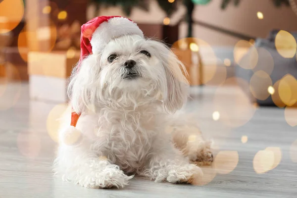 Bedårande Hund Santa Hatt Hemma Julafton — Stockfoto