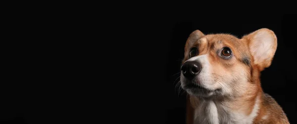 Niedlicher Welsh Corgi Hund Auf Dunklem Hintergrund Mit Platz Für — Stockfoto