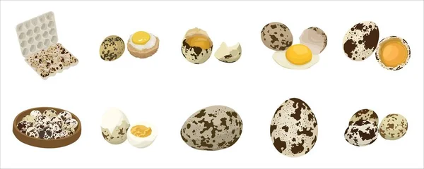 Set Quail Eggs White Background — Stock Vector