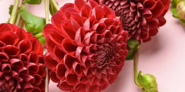 Pembe arka planda güzel yıldız çiçekleri, yakın plan.