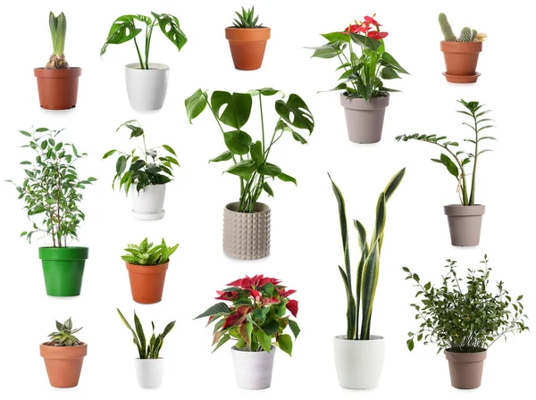 Group Houseplants Pots White Background — Stock Photo, Image