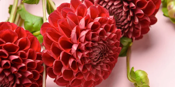 Beautiful Dahlia Flowers Pink Background Closeup — Stock Photo, Image