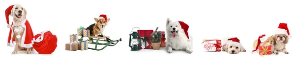 Set Cute Animals Santa Hats Christmas Gifts Isolated White — Stock Photo, Image