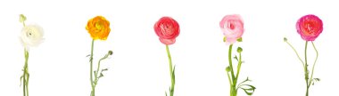 Beyaz renkte izole edilmiş güzel ranunculus çiçekleri.
