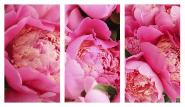 Güzel şakayık çiçekleriyle kolaj, yakın plan.