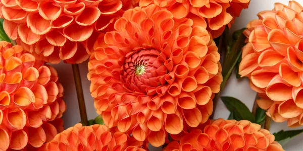 Beautiful Dahlia Flowers Closeup View — Stock Photo, Image