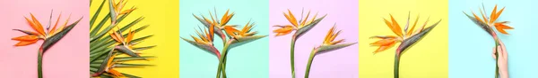 Collage Con Hermosas Flores Strelitzia Sobre Fondo Colorido — Foto de Stock