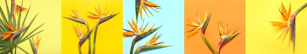 Collage Con Bellissimi Fiori Strelitzia Sfondo Colorato — Foto Stock