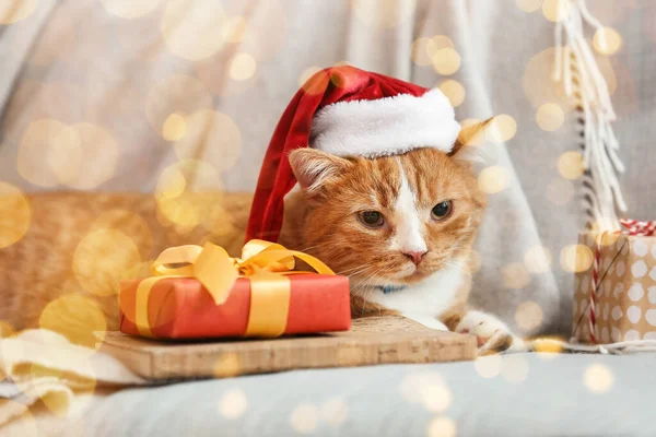 모자를 귀여운 고양이와 소파에 크리스마스 선물들 — 스톡 사진