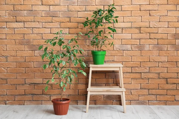 Stufenleiter Mit Zimmerpflanzen Nahe Ziegelmauer — Stockfoto