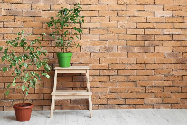 Stepladder Houseplants Brick Wall — Stock Photo, Image