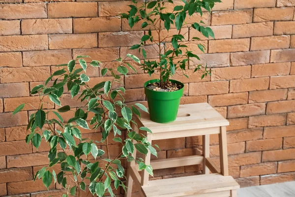 Stepladder Houseplants Brick Wall — Stock Photo, Image