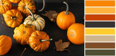 Karanlık arka planda bir sürü olgun balkabağı. Farklı renk desenleri