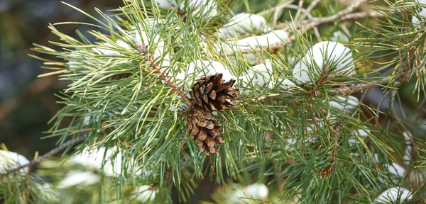 Närbild Bild Barrträd Grenar Täckta Med Snö Vinterdagen — Stockfoto