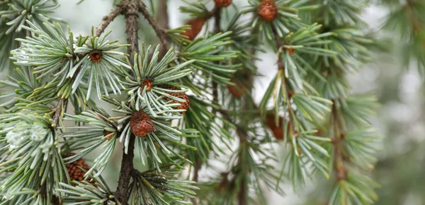 Green Pine Tree Branch Outdoors Closeup — Stock Photo, Image