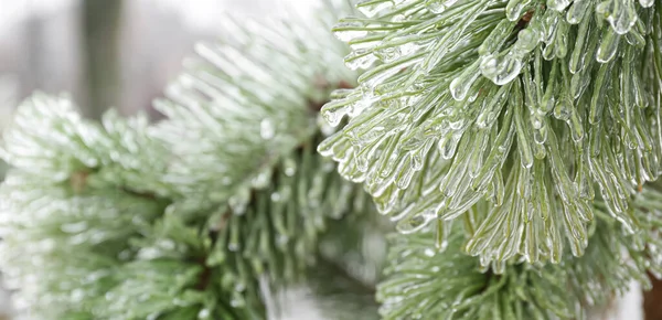 Rameaux Conifères Glacés Jour Hiver Gros Plan — Photo