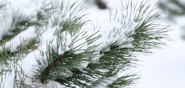 Coniferous Tree Branches Covered Snow Winter Day Closeup — Stock Photo, Image
